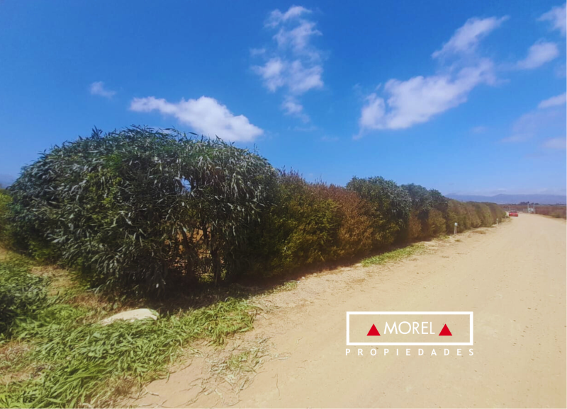 Exquisito sitio ubicado en el corazón de la Foresta de Zapallar. Con un total de 10,000 m2, este lugar invita a vivir en