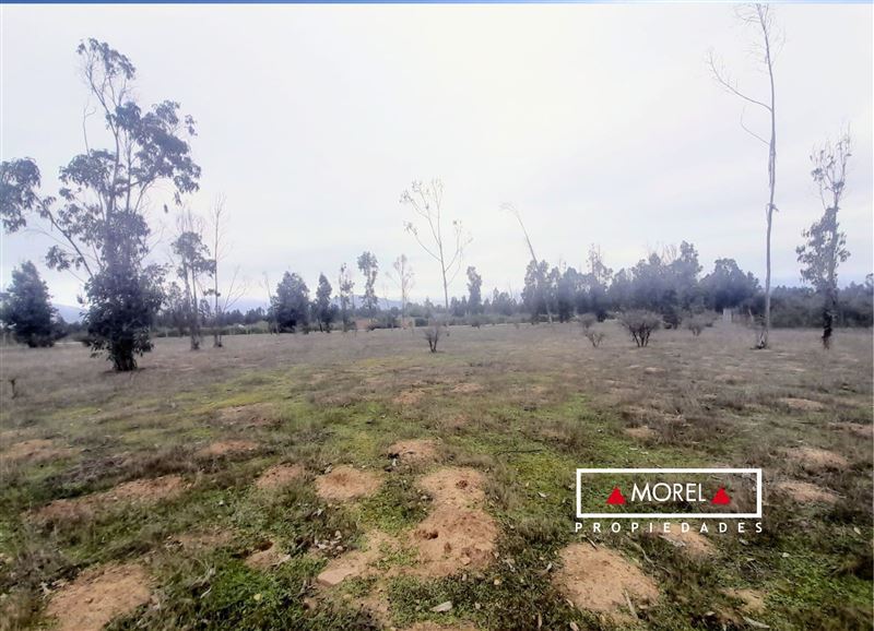 Parcela en el condominio “La Foresta de Zapallar”. El terreno es plano, ideal para construir. Excelente conectividad. A 