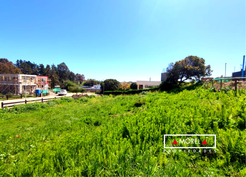 En Maitencillo, Condominio Alto Lomas, terreno plano con un boldo en su costado, entorno consolidado.Urbanización con ag